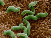 Điều trị nhiễm Helicobacter pylori trong tình hình kháng thuốc hiện nay