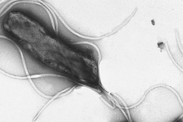 Sự sống của một vi khuẩn: H.pylori và Ung thư dạ dày