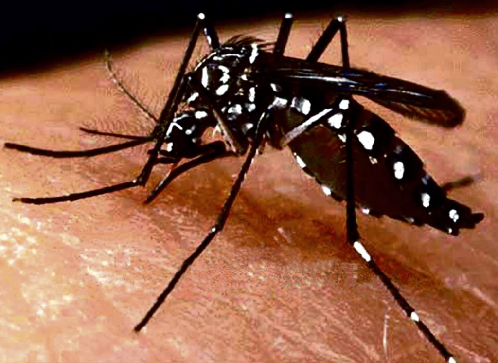 Muoi Aedes