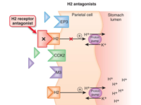 6 nhóm thuốc điều trị đau dạ dày hiệu quả nhất hiện nay
