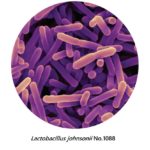 Sử dụng Probiotics trong hỗ trợ điều trị bệnh lý dạ dày do vi khuẩn HP Sử dụng Probiotics trong hỗ trợ điều trị bệnh lý dạ dày do vi khuẩn HP